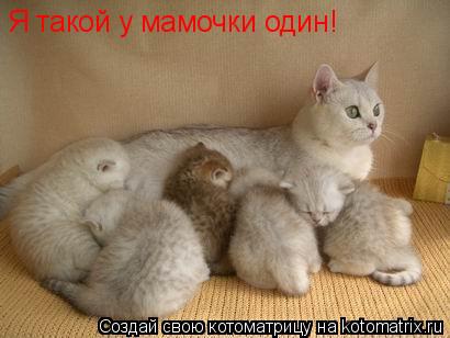 Котоматрица: Я такой у мамочки один! _
