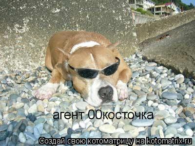 Котоматрица: агент 00косточка