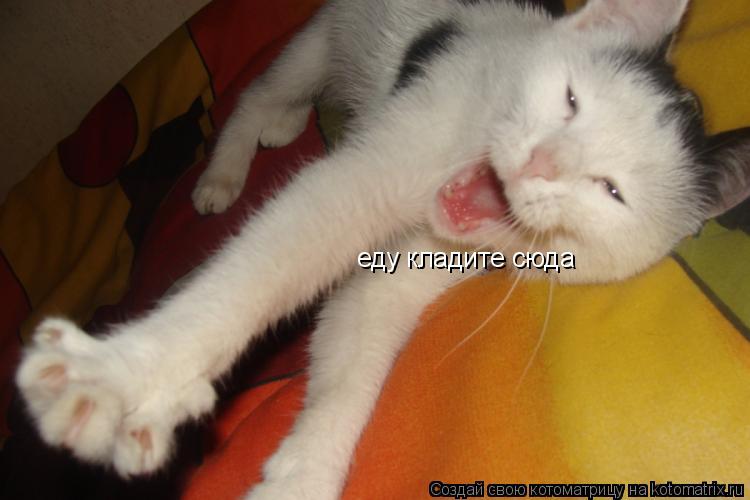 Котоматрица: еду кладите сюда