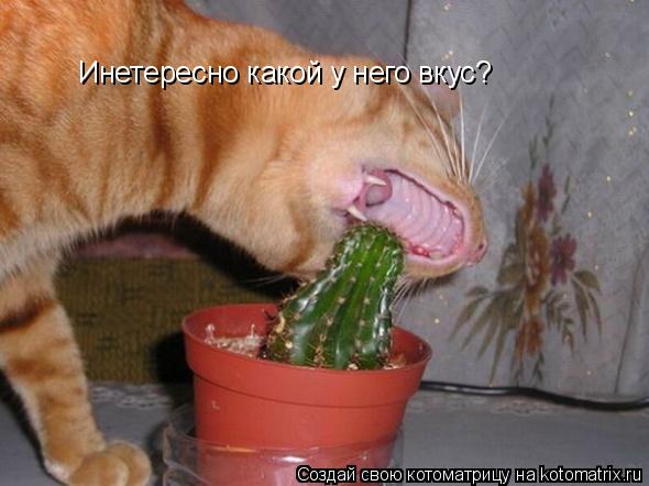 Котоматрица: Инетересно какой у него вкус?
