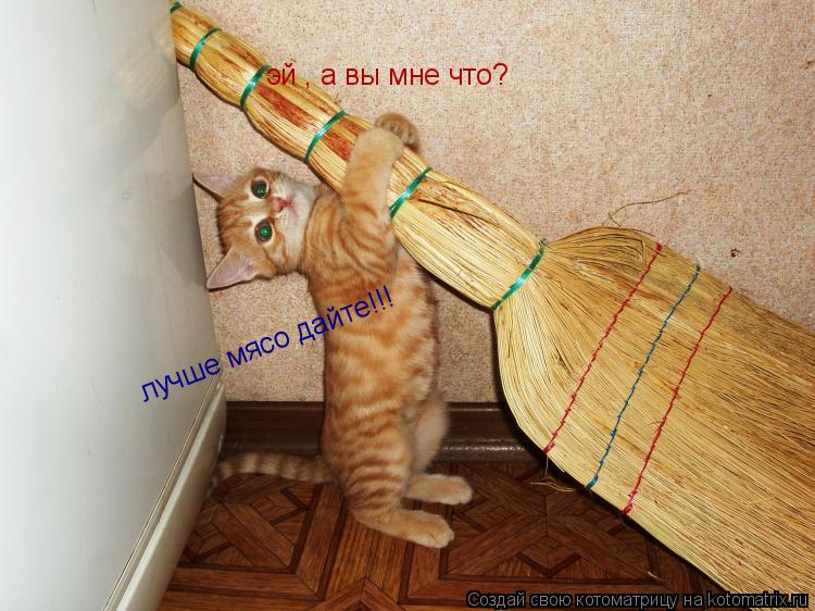 эй , а вы мне что? лучше мясо дайте!!!... Котоматрица: эй , а вы мне что? лучше мясо дайте!!!