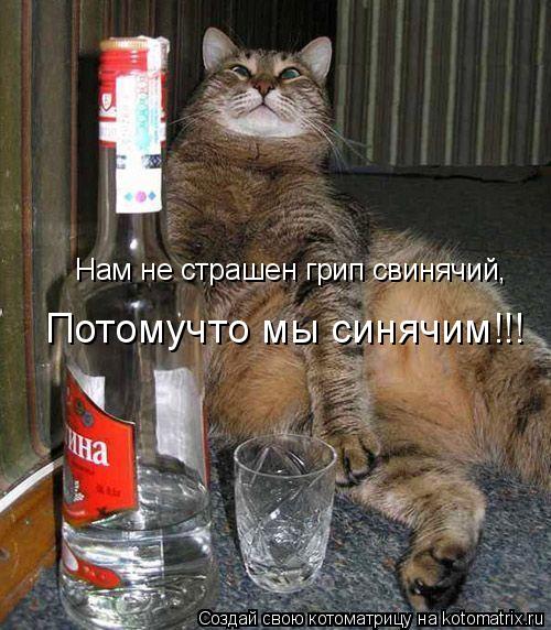 Нам не страшен грип свинячий, Потомучто мы синячим!!!... Котоматрица: Нам не страшен грип свинячий, Потомучто мы синячим!!!