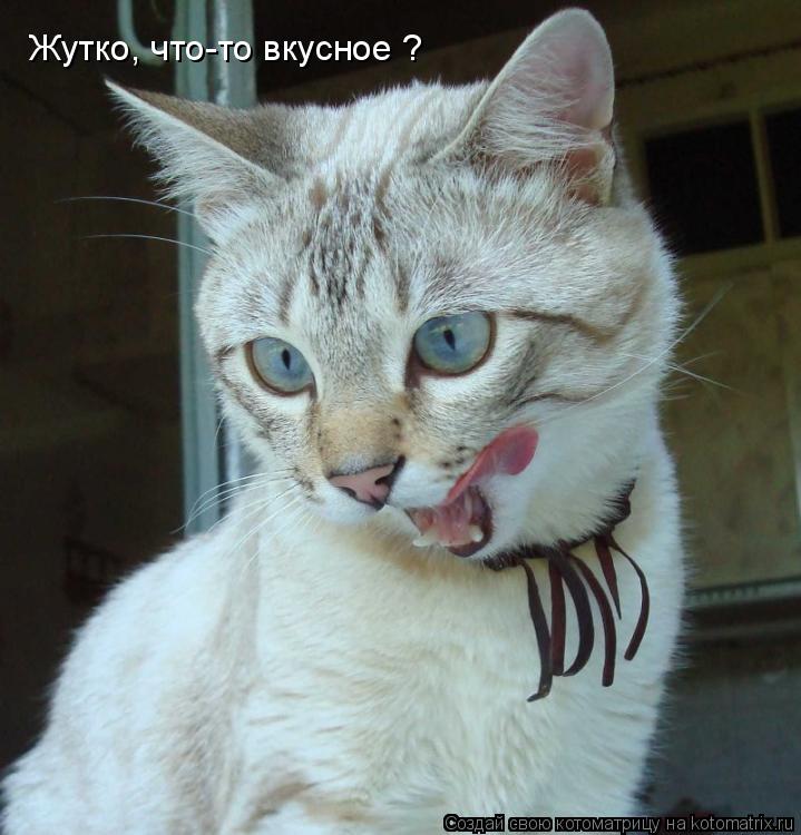 Жутко, что-то вкусное ?... Котоматрица: Жутко, что-то вкусное ?