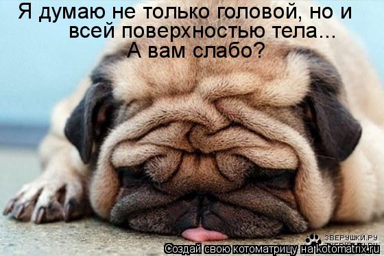 Я думаю не только головой, но и всей поверхностью тела... А вам слабо?... Котоматрица: Я думаю не только головой, но и всей поверхностью тела... А вам слабо?