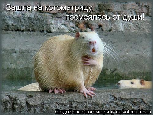 Зашла на котоматрицу, посмеялась от души!... Котоматрица: Зашла на котоматрицу, посмеялась от души!