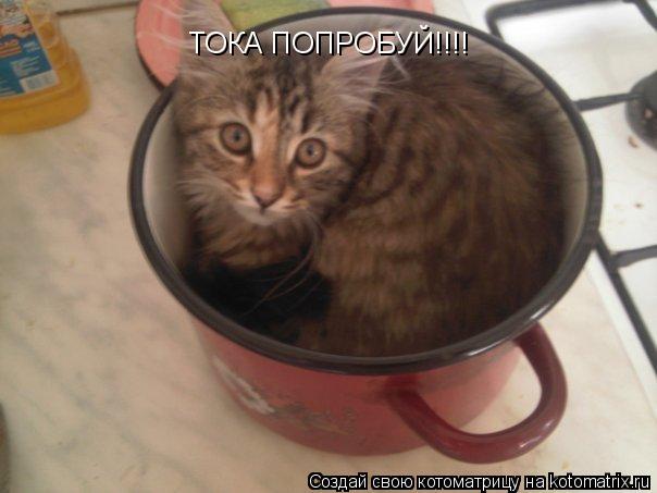 ТОКА ПОПРОБУЙ!!!!... Котоматрица: ТОКА ПОПРОБУЙ!!!!