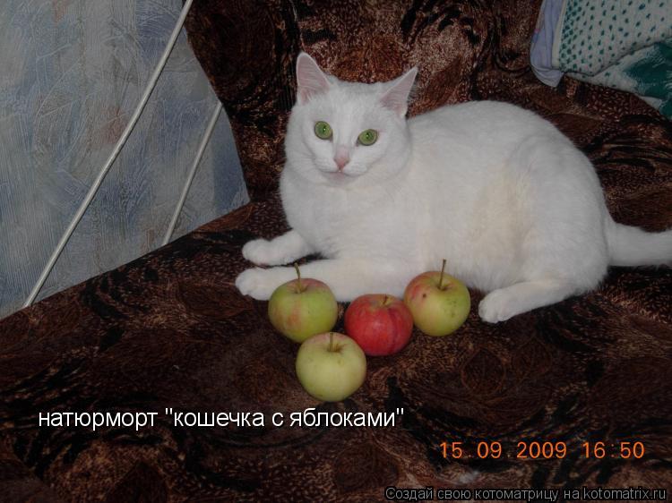 натюрморт "кошечка с яблоками"... Котоматрица: натюрморт "кошечка с яблоками"