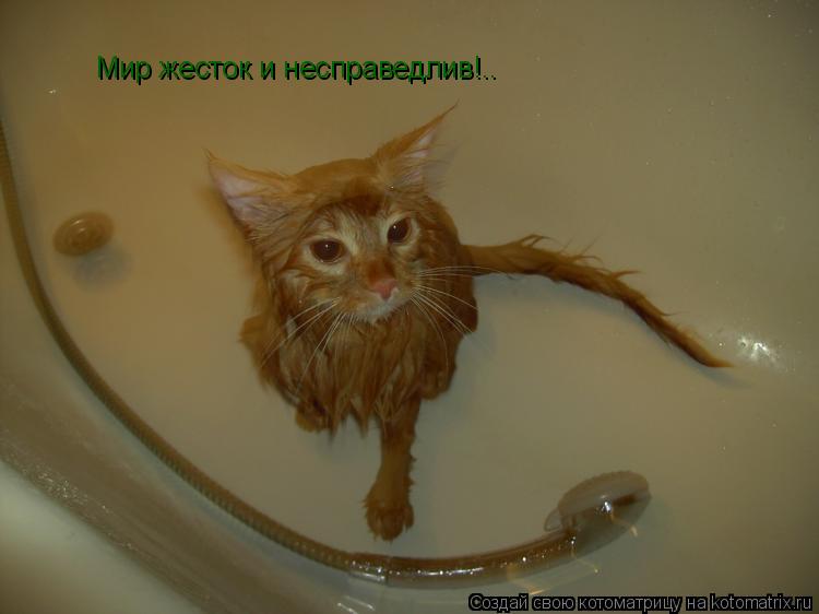 Котоматрица: Мир жесток и несправедлив!..