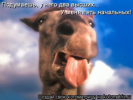 Подумаешь, у него два высших... У меня пять начальных!... Котоматрица: Подумаешь, у него два высших... У меня пять начальных!