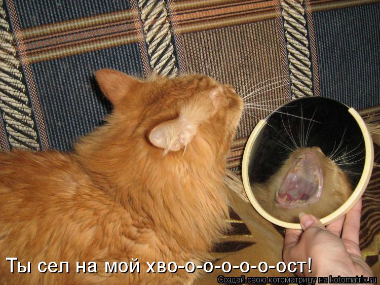 Ты сел на мой хво-о-о-о-о-о-ост!... Котоматрица: Ты сел на мой хво-о-о-о-о-о-ост!