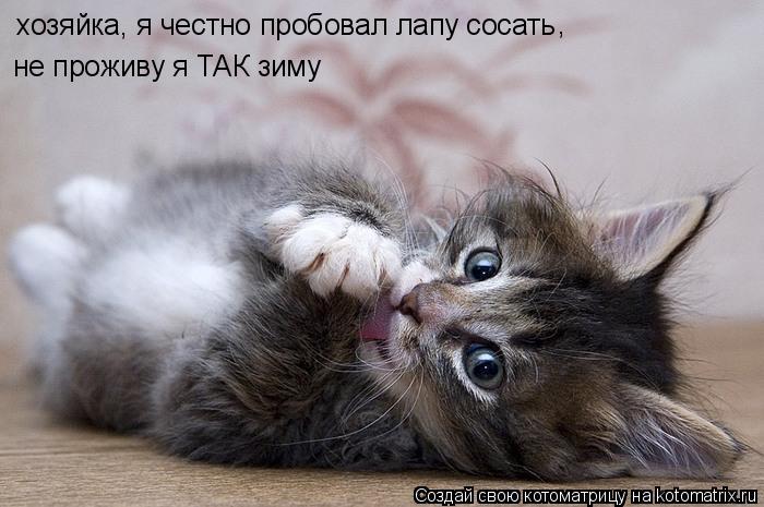 хозяйка, я честно пробовал лапу сосать не проживу я ТАК зиму ,... Котоматрица: хозяйка, я честно пробовал лапу сосать не проживу я ТАК зиму ,