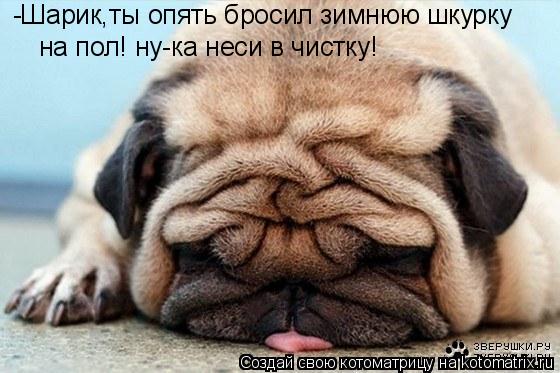 -Шарик,ты опять бросил зимнюю шкурку на пол! ну-ка неси в чистку!... Котоматрица: -Шарик,ты опять бросил зимнюю шкурку на пол! ну-ка неси в чистку!