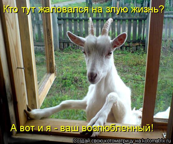 Кто тут жаловался на злую жизнь? А вот и я - ваш возлюбленный!... Котоматрица: Кто тут жаловался на злую жизнь? А вот и я - ваш возлюбленный!