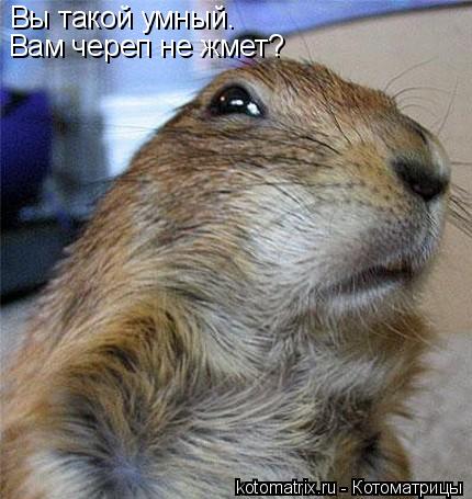 Вы такой умный. Вам череп не жмет?... Котоматрица: Вы такой умный. Вам череп не жмет?