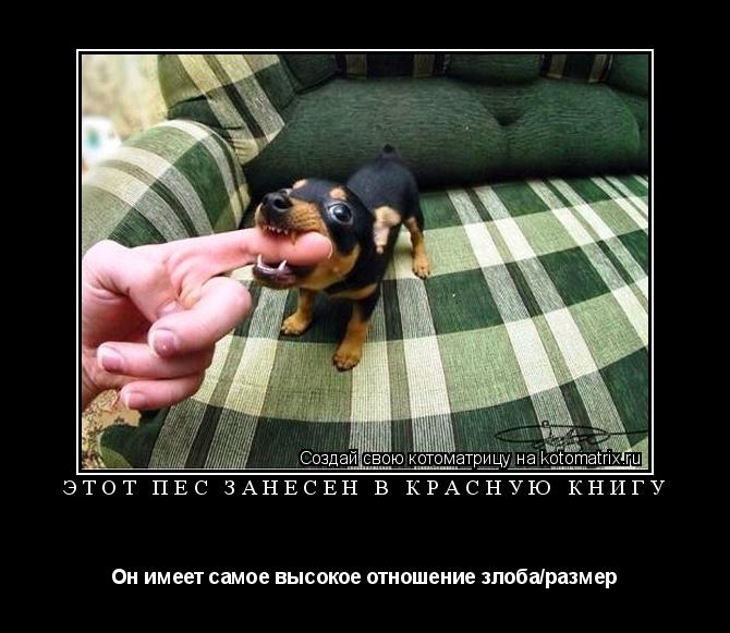 Котоматрица: Этот пёс занесён в Красную книгу Он имеет самое высокое отношение злоба/размер