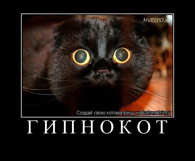 Котоматрица: ГИПНОКОТ 