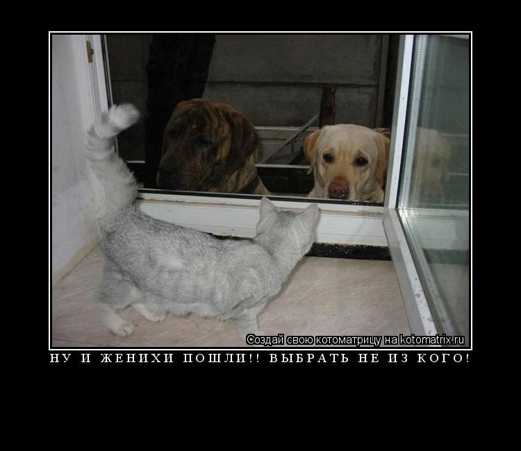 Котоматрица: НУ И ЖЕНИХИ ПОШЛИ!! ВЫБРАТЬ НЕ ИЗ КОГО! 