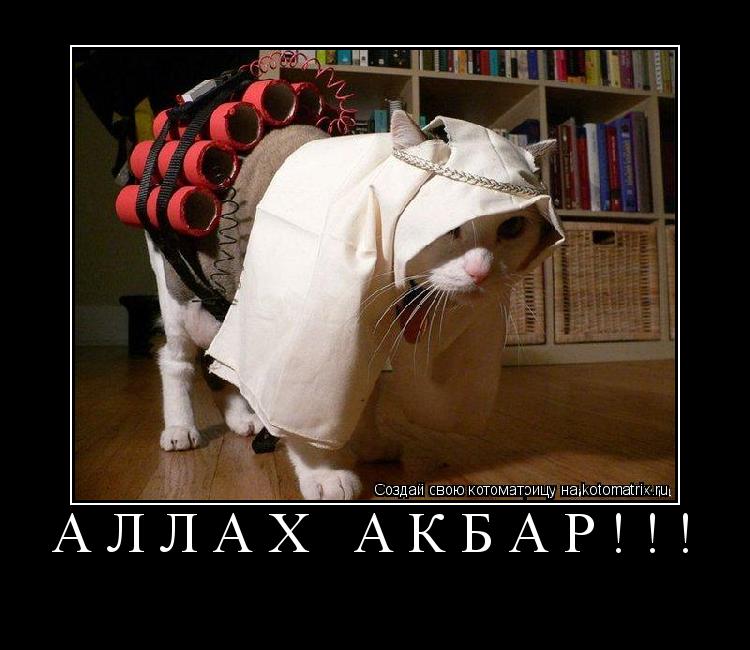 Котоматрица: АЛЛАХ АКБАР!!! 