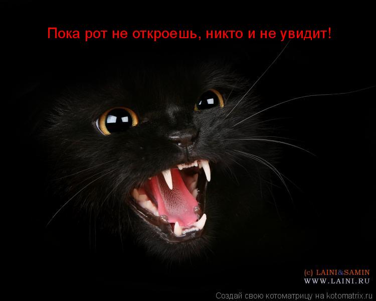 Пока рот не откроешь, никто и не увидит!... Котоматрица: Пока рот не откроешь, никто и не увидит!
