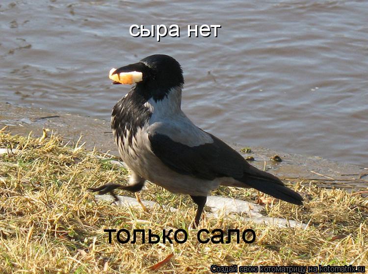 сыра нет только сало... Котоматрица: сыра нет только сало