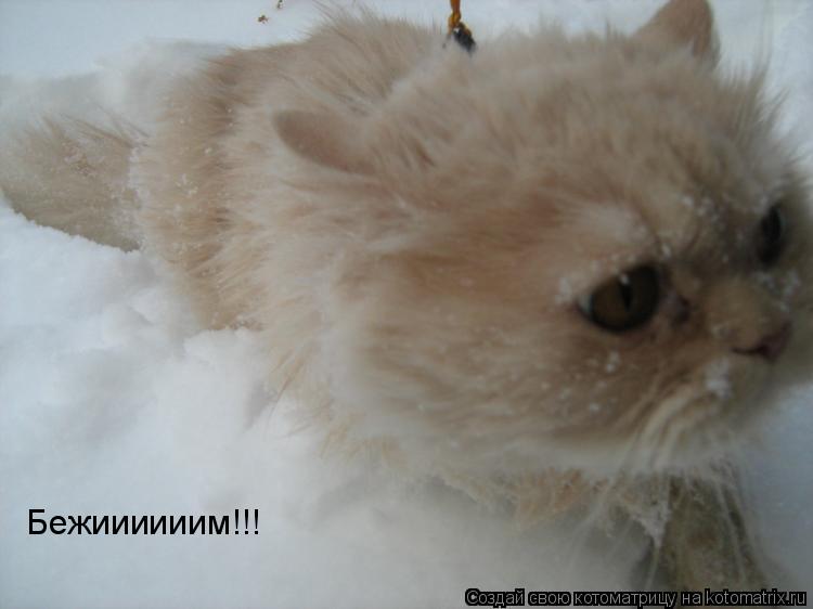 Котоматрица: Бежиииииим!!!