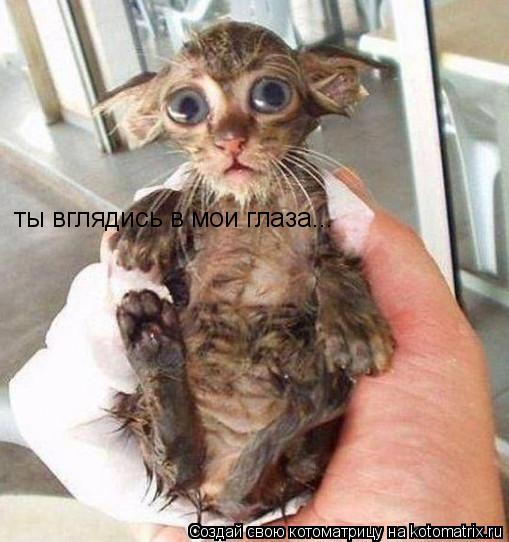 ты вглядись в мои глаза...... Котоматрица: ты вглядись в мои глаза...