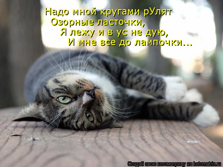 Надо мной кругами рУлят Озорные ласточки, И мне все до лампочки... Я лежу и в ус не дую,... Котоматрица: Надо мной кругами рУлят Озорные ласточки, И мне все до лампочки... Я лежу и в ус не дую,