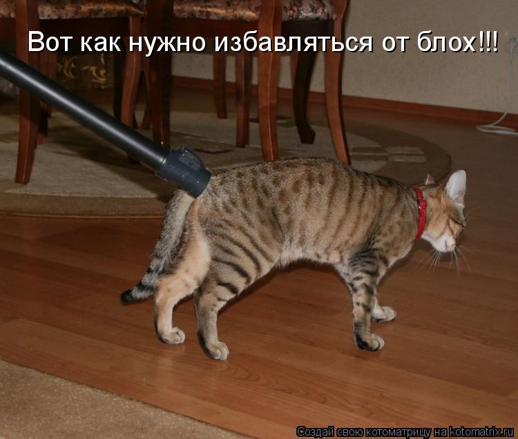 Вот как нужно избавляться от блох!!!... Котоматрица: Вот как нужно избавляться от блох!!!
