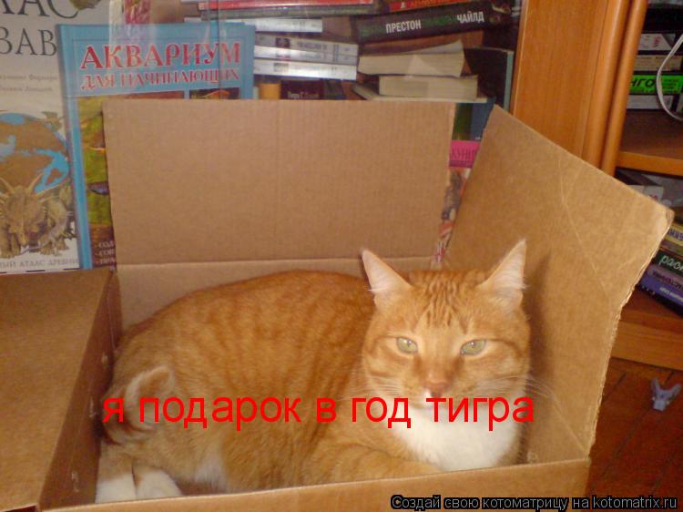 я подарок в год тигра... Котоматрица: я подарок в год тигра