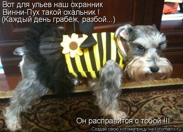 Котоматрица: Винни-Пух такой охальник ! (Каждый день грабёж, разбой...) Он расправится с тобой !!! Вот для ульев наш охранник