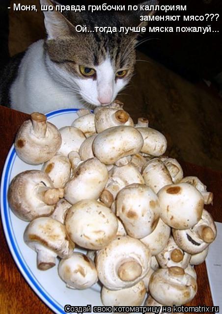 - Моня, шо правда грибочки по каллориям заменяют мясо??? Ой...тогда лучше мяска пожалуй...... Котоматрица: - Моня, шо правда грибочки по каллориям заменяют мясо??? Ой...тогда лучше мяска пожалуй...