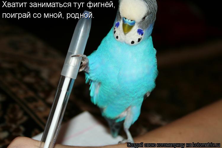 Хватит заниматься тут фигнёй, поиграй со мной, родной.... Котоматрица: Хватит заниматься тут фигнёй, поиграй со мной, родной.