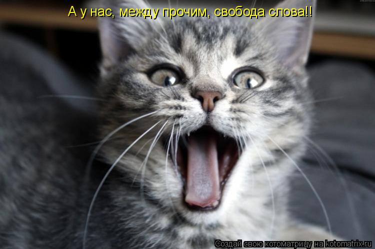 Котоматрица: А у нас, между прочим, свобода слова!!