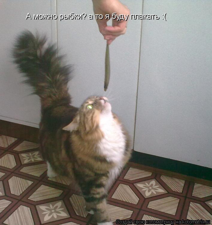 Котоматрица: А можно рыбки? а то я буду плакать :(