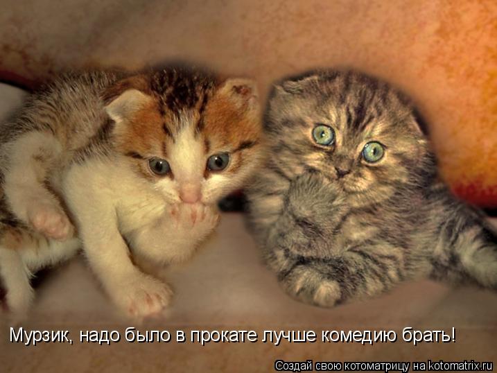 Мурзик, надо было в прокате лучше комедию брать!... Котоматрица: Мурзик, надо было в прокате лучше комедию брать!