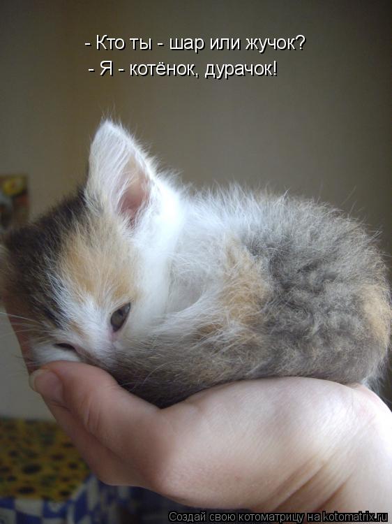 Котоматрица: - Кто ты - шар или жучок?  - Я - котёнок, дурачок!