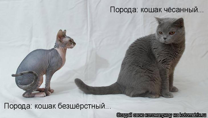 Порода: кошак чёсанный... Порода: кошак безшёрстный...... Котоматрица: Порода: кошак чёсанный... Порода: кошак безшёрстный...