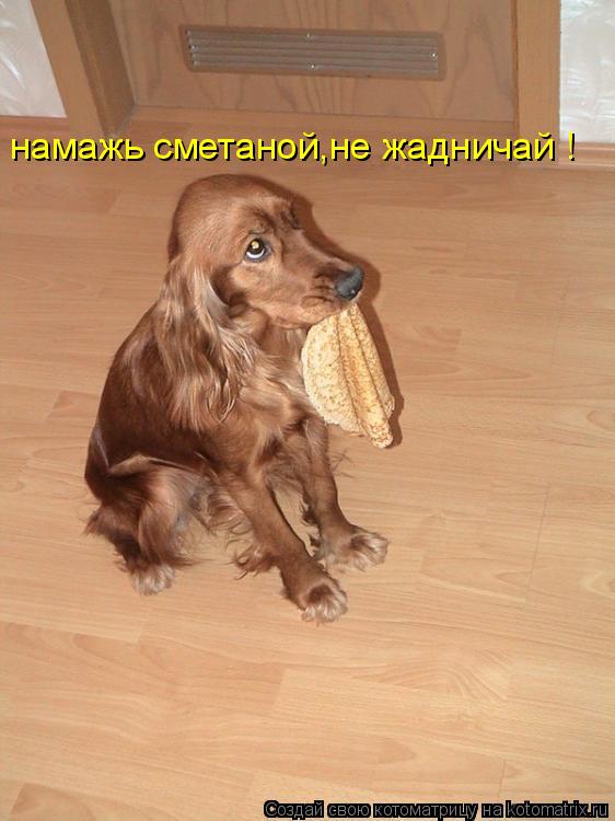 намажь сметаной,не жадничай !... Котоматрица: намажь сметаной,не жадничай !