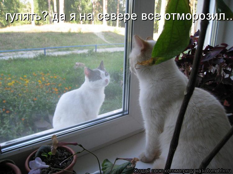 гулять? да я на севере все отморозил....... Котоматрица: гулять? да я на севере все отморозил....