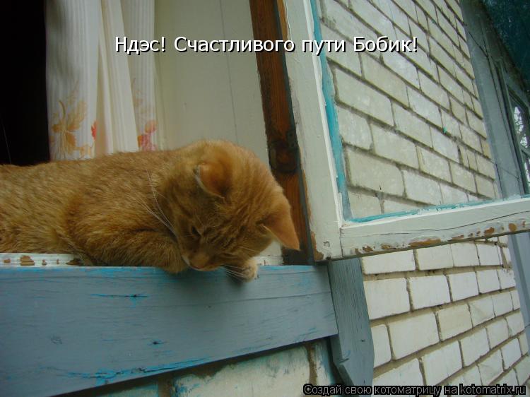 Ндэс! Счастливого пути Бобик!... Котоматрица: Ндэс! Счастливого пути Бобик!
