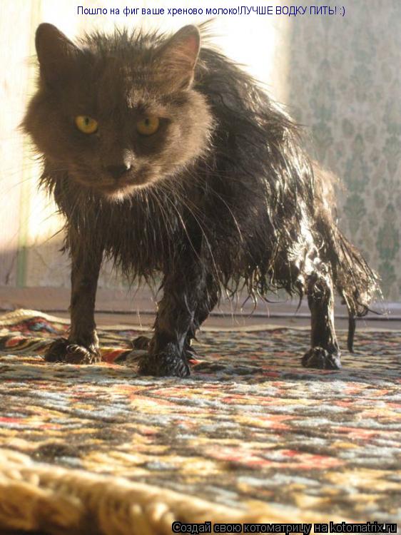 Пошло на фиг ваше хреново молоко!ЛУЧШЕ ВОДКУ ПИТЬ! :)... Котоматрица: Пошло на фиг ваше хреново молоко!ЛУЧШЕ ВОДКУ ПИТЬ! :)
