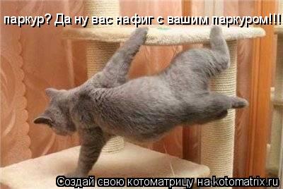 паркур? Да ну вас нафиг с вашим паркуром!!!!!... Котоматрица: паркур? Да ну вас нафиг с вашим паркуром!!!!!