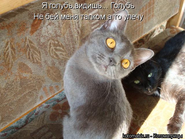 Я голубь видишь... Голубь Не бей меня тапком а то улечу ,... Котоматрица: Я голубь видишь... Голубь Не бей меня тапком а то улечу ,