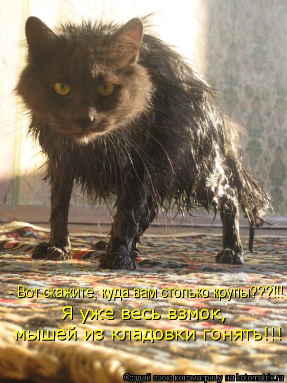 - Вот скажите, куда вам столько крупы???!!! Я уже весь взмок, мышей из кладовки гонять!!!... Котоматрица: - Вот скажите, куда вам столько крупы???!!! Я уже весь взмок, мышей из кладовки гонять!!!