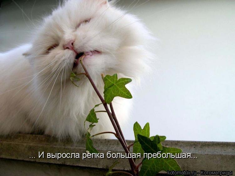 ... И выросла репка большая пребольшая...... Котоматрица: ... И выросла репка большая пребольшая...