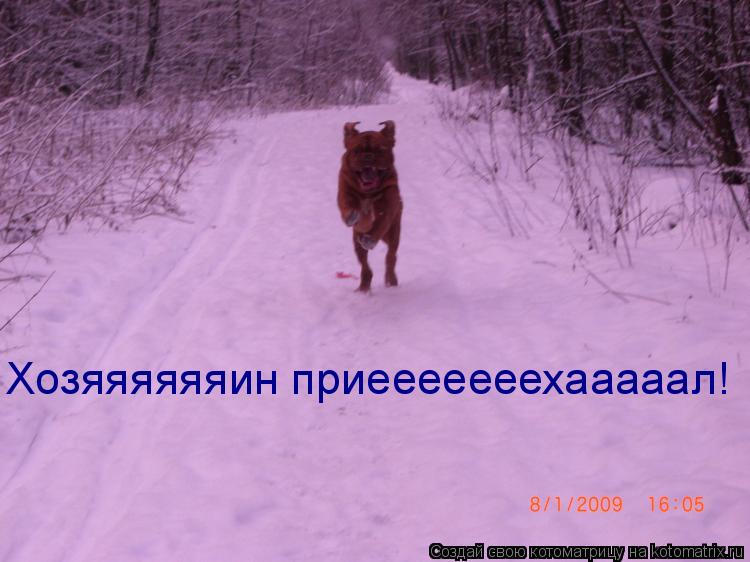 Хозяяяяяяин приееееееехааааал!... Котоматрица: Хозяяяяяяин приееееееехааааал!