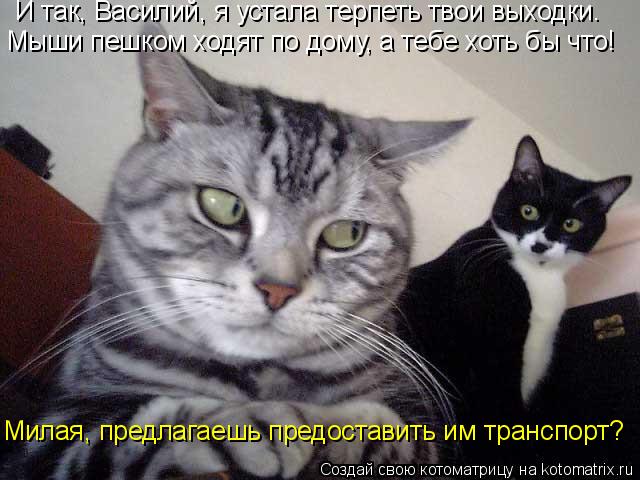 И так, Василий, я устала терпеть твои выходки. Мыши пешком ходят по дому, а тебе хоть бы что! Милая, ... Котоматрица: И так, Василий, я устала терпеть твои выходки. Мыши пешком ходят по дому, а тебе хоть бы что! Милая, предлагаешь предоставить им транспорт?