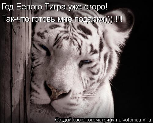 Год Белого Тигра уже скоро! Так-что готовь мне подарки)))!!!!... Котоматрица: Год Белого Тигра уже скоро! Так-что готовь мне подарки)))!!!!