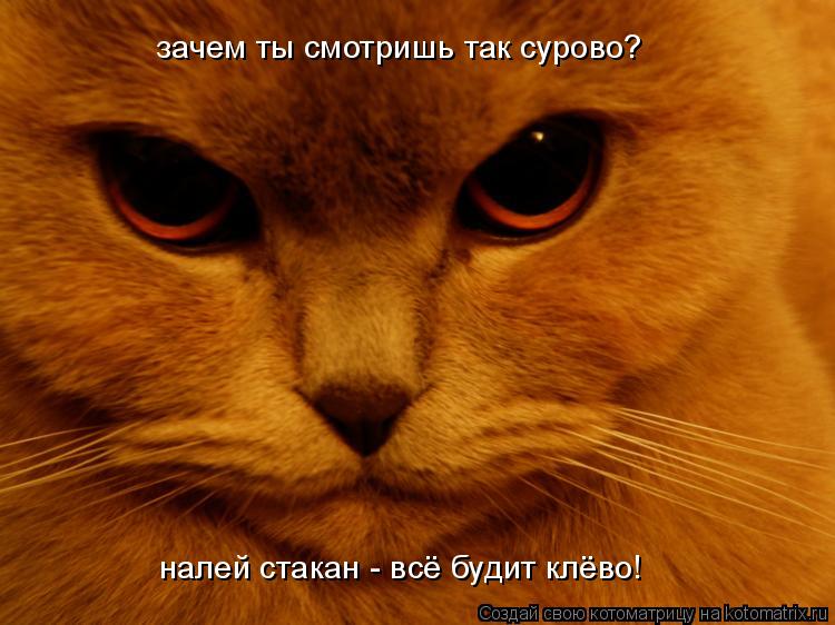 зачем ты смотришь так сурово? налей стакан - всё будит клёво!... Котоматрица: зачем ты смотришь так сурово? налей стакан - всё будит клёво!