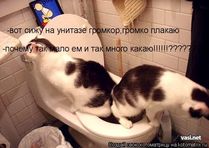 Котоматрица: -вот сижу на унитазе громкор,громко плакаю -почему так мало ем и так много какаю!!!!!!????????